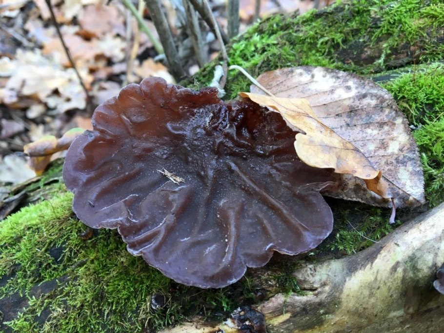 Грибы дерева ушки