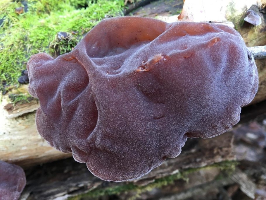 Гриб Аурикулярия уховидная