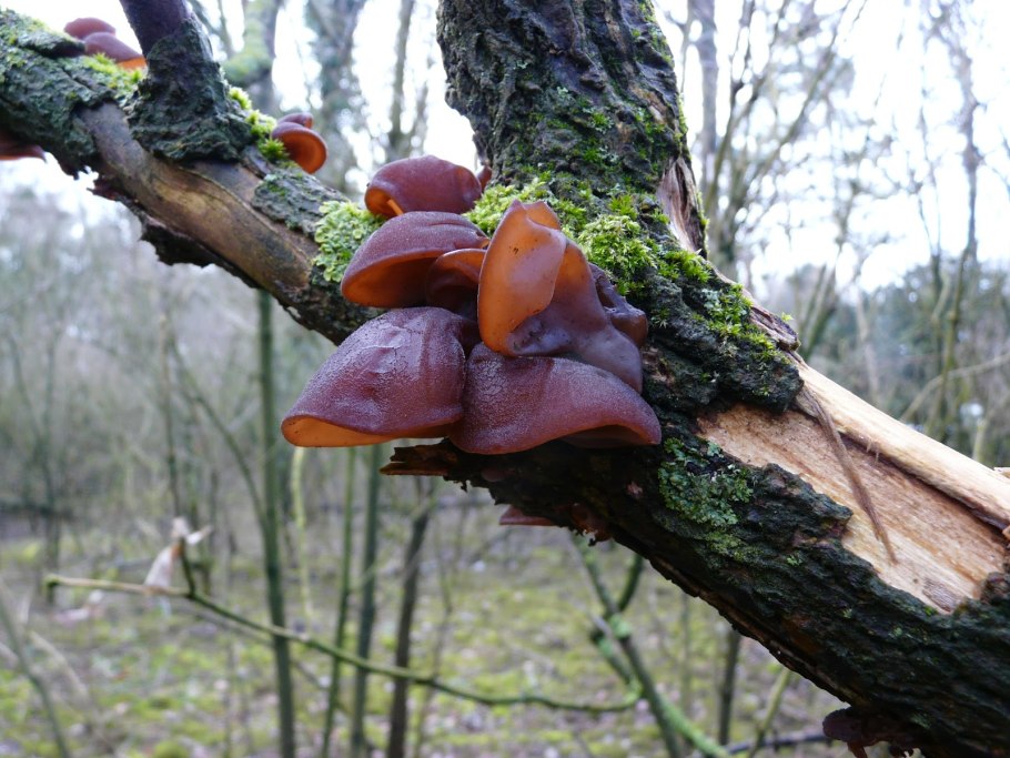 Аурикулярия уховидная