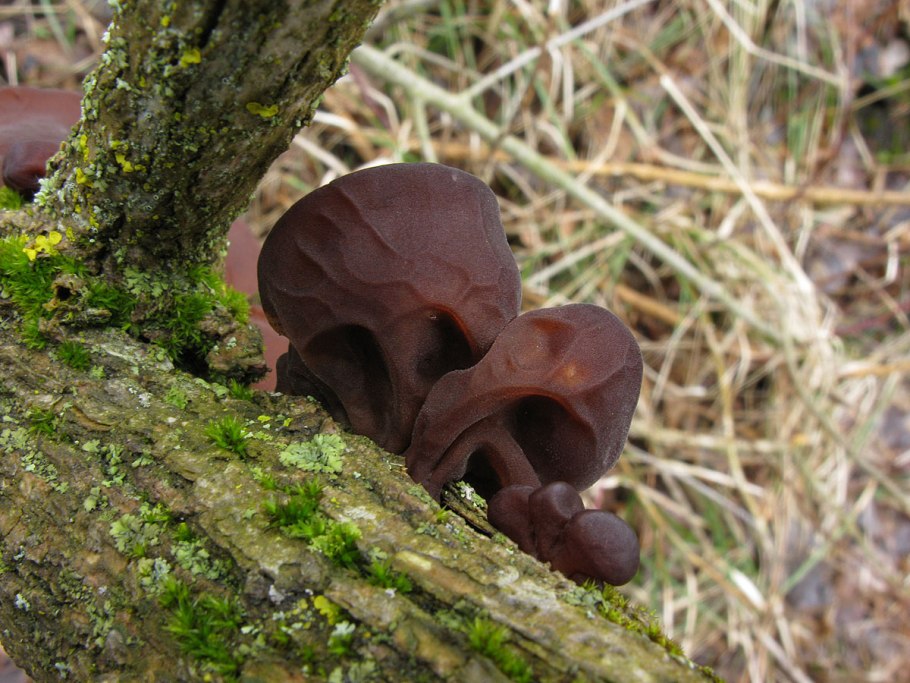 Золотистая Аурикулярия