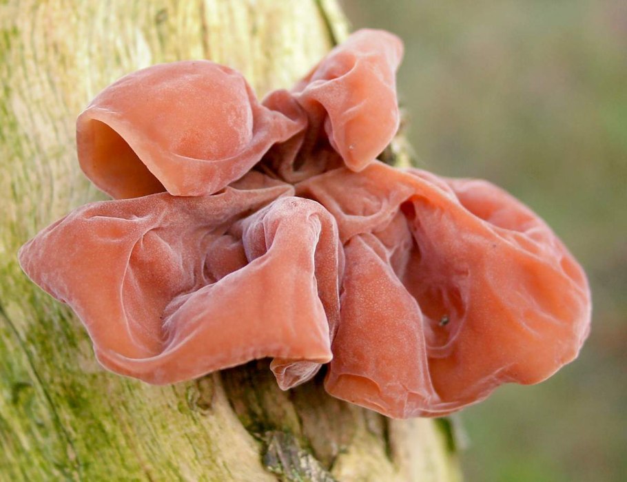 Аурикулярия уховидная (древесный гриб),