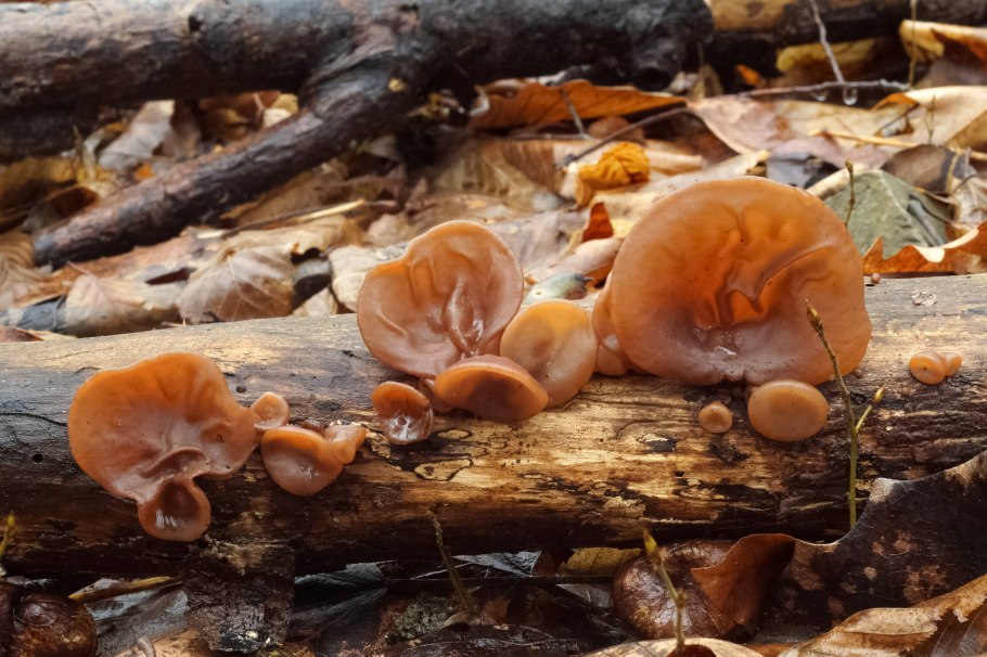 Аурикулярия (иудино ухо)