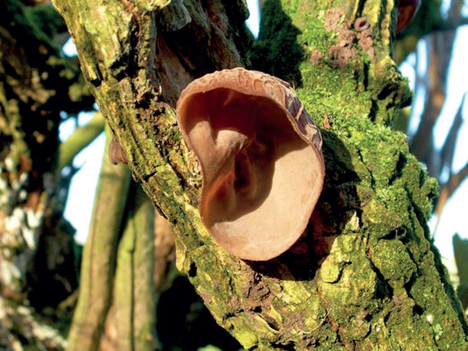 Auricularia auricula-judae