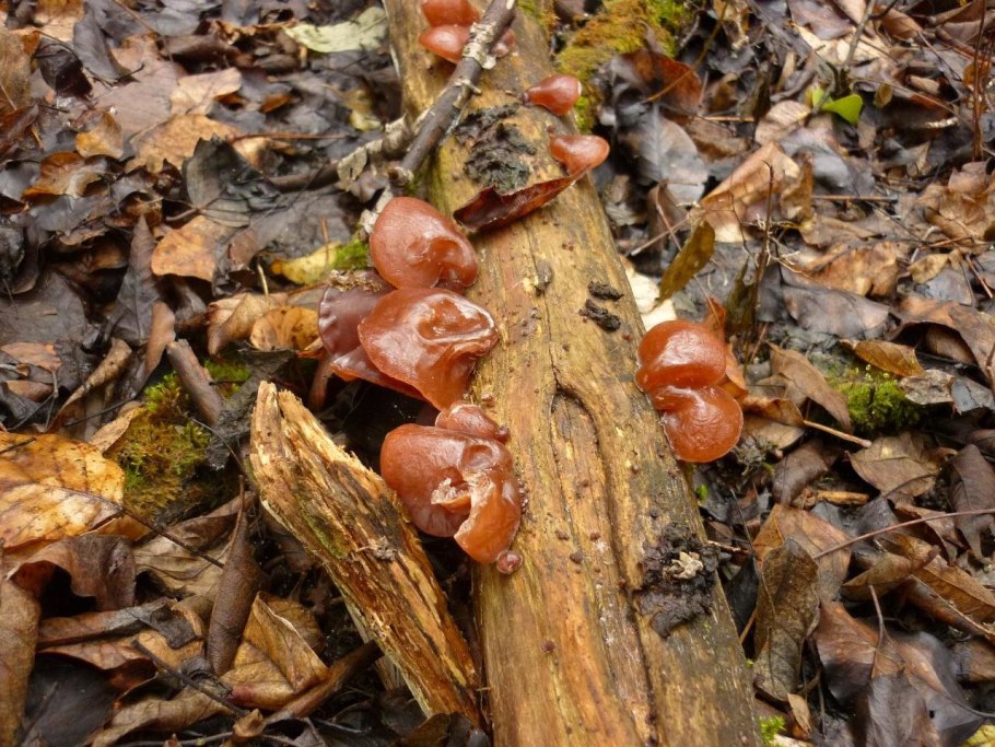 Гриб аурикулярия уховидная