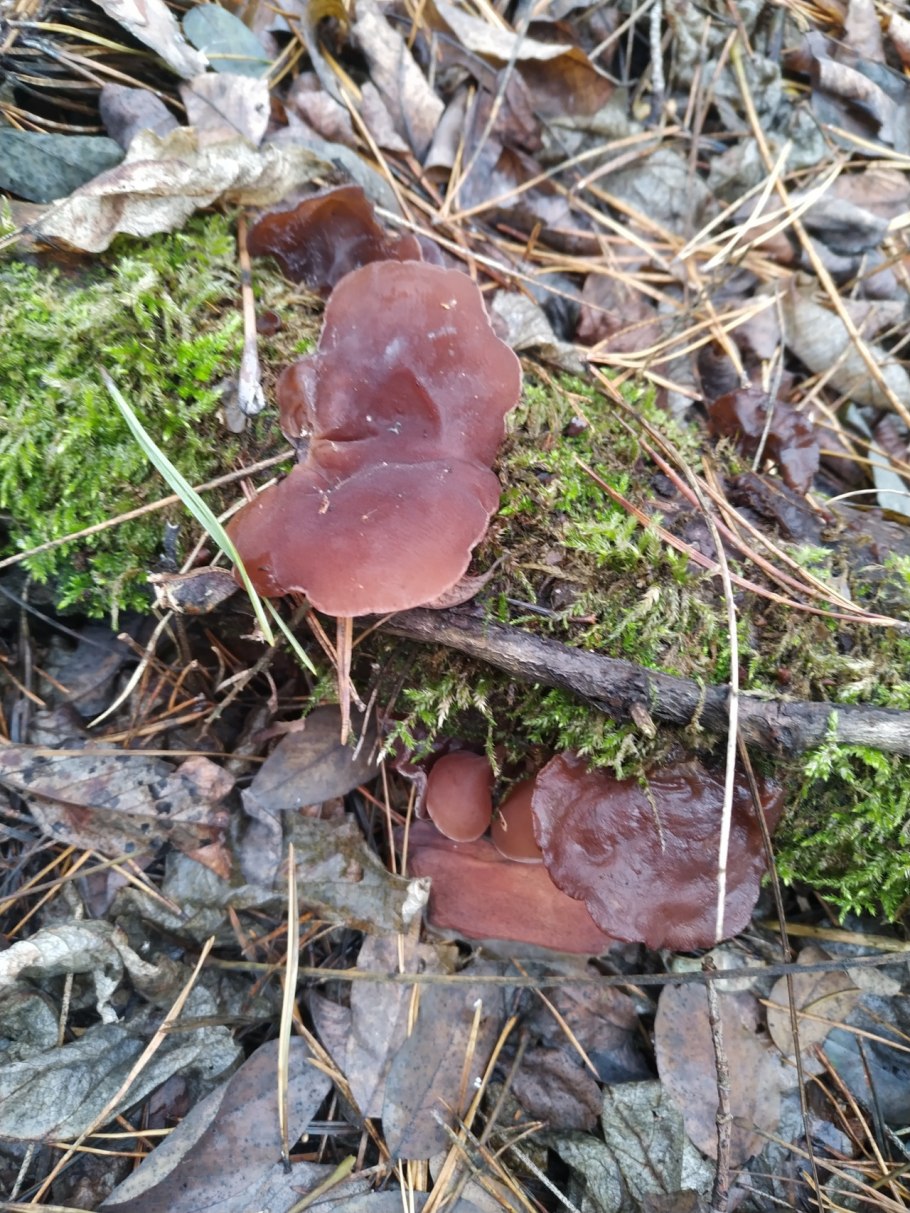 Forficula Auricularia Mushroom