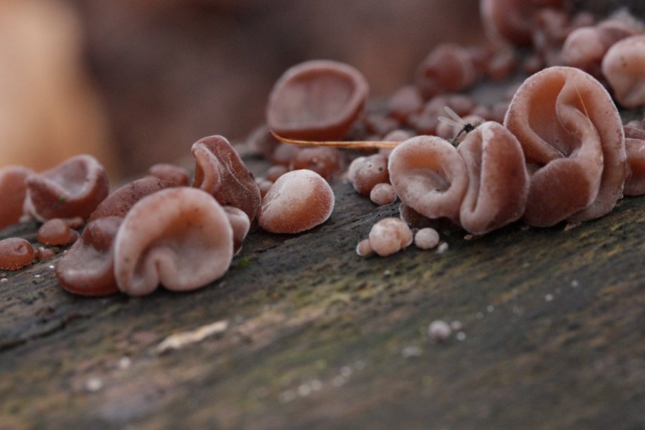 Гриб Аурикулярия