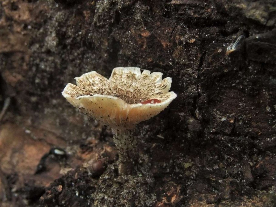 Грибы дерева ушки