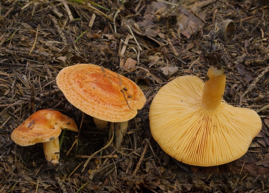 Lactarius aurantiacus