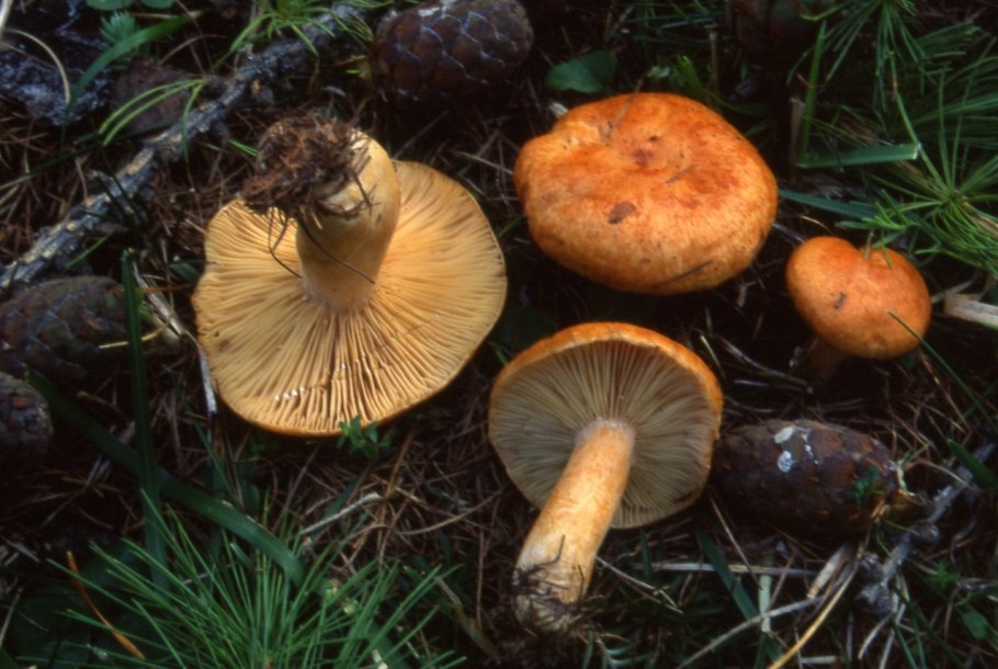 Млечник смолисто-чёрный