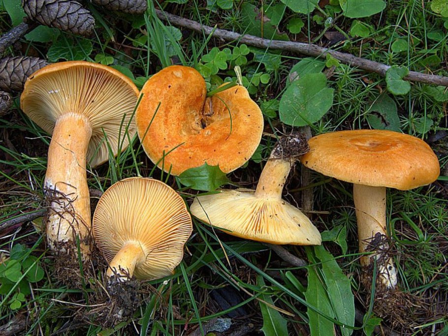 Краснушка (Lactarius subdulcis).