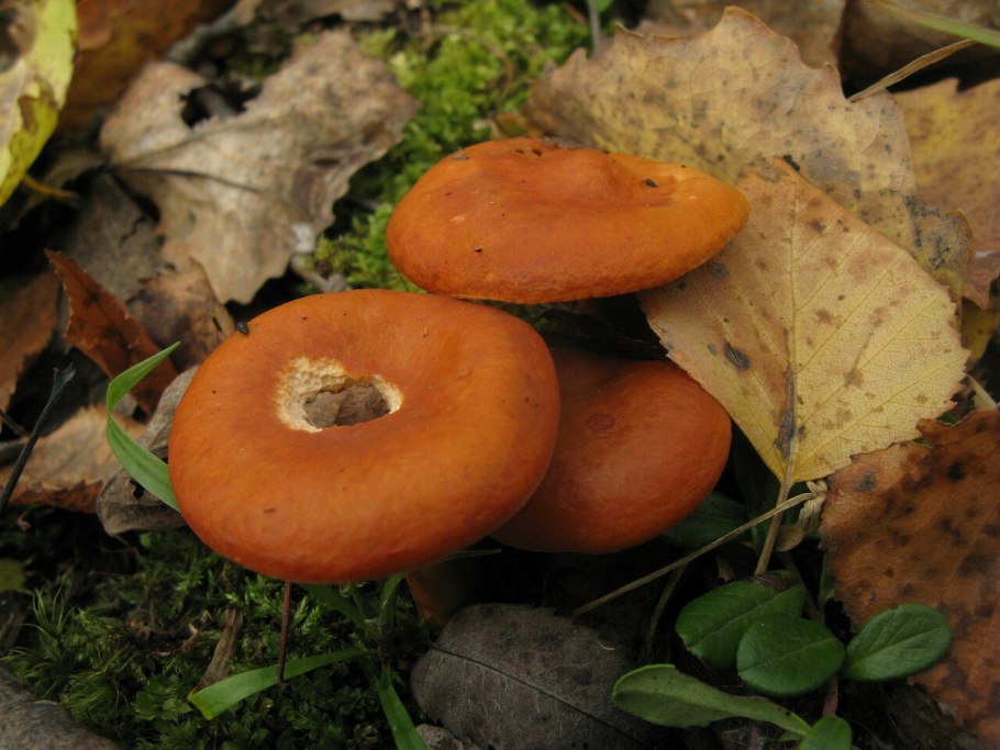 Lactarius aurantiacus