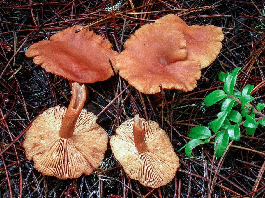 Рыжик еловый/еловик (Lactarius deterrimus);