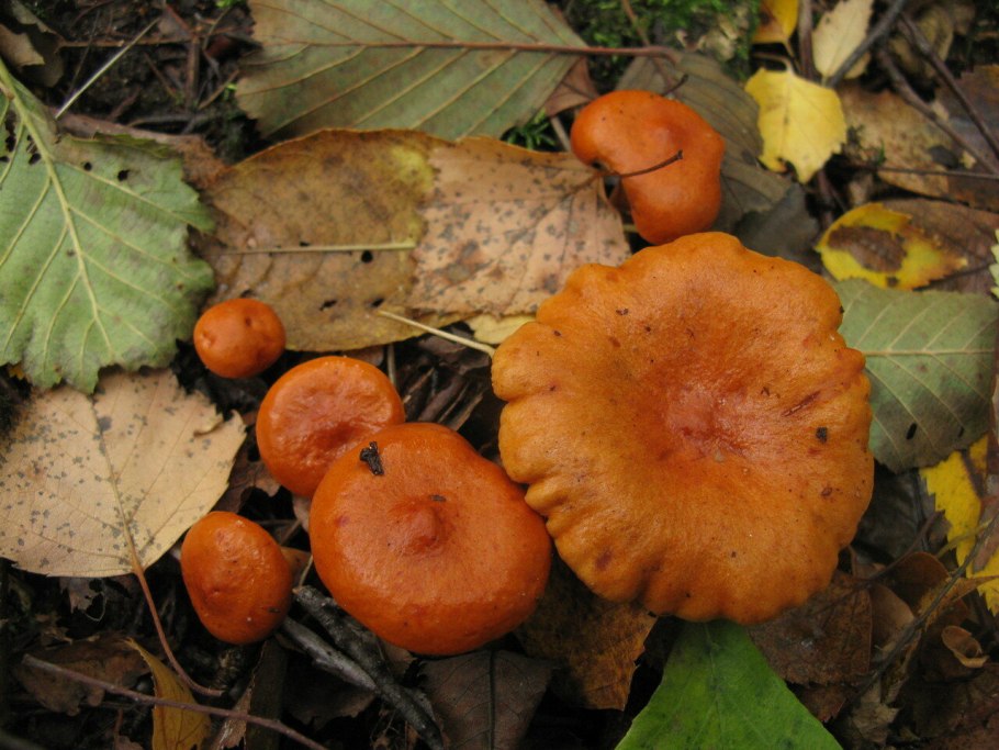 Lactarius aurantiacus