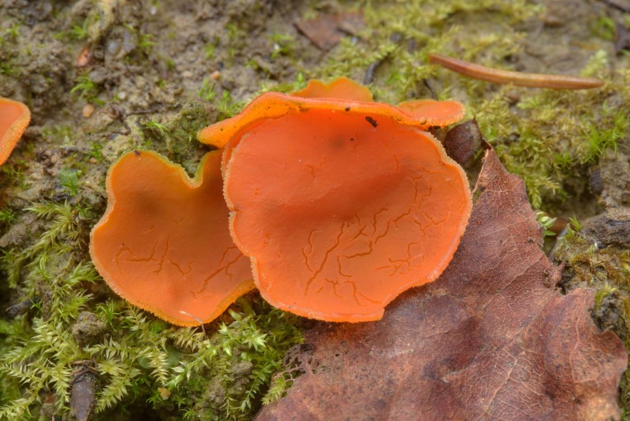 Млечник мэра Lactarius mairei