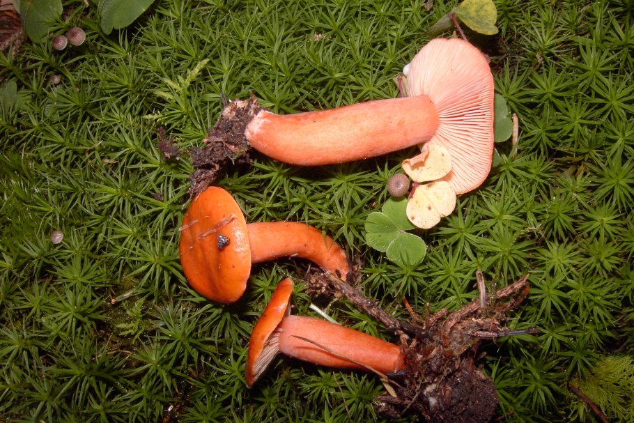 Рыжик настоящий Lactarius deliciosus