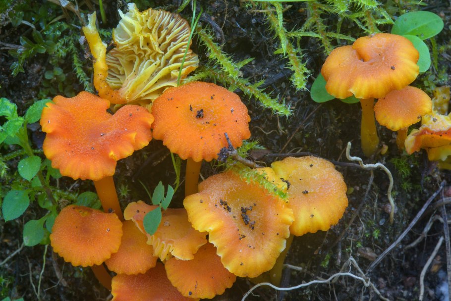 Млечник ароматный Lactarius glyciosmus