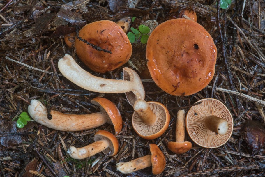 Млечник неедкий Lactarius aurantiacus