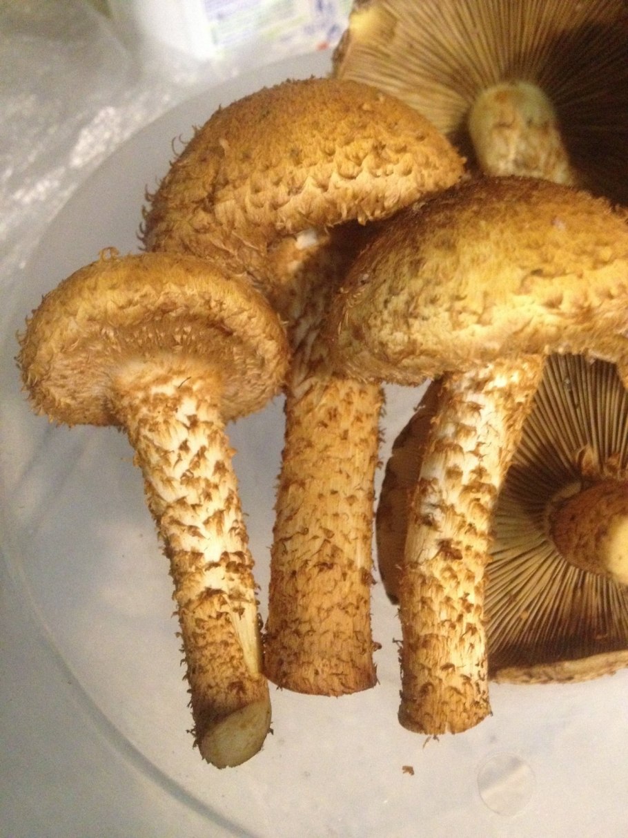 Гриб чешуйчатка обыкновенная Pholiota squarrosa