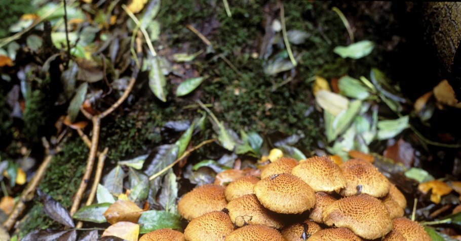 Грибы чешуйчатка обыкновенная приготовление