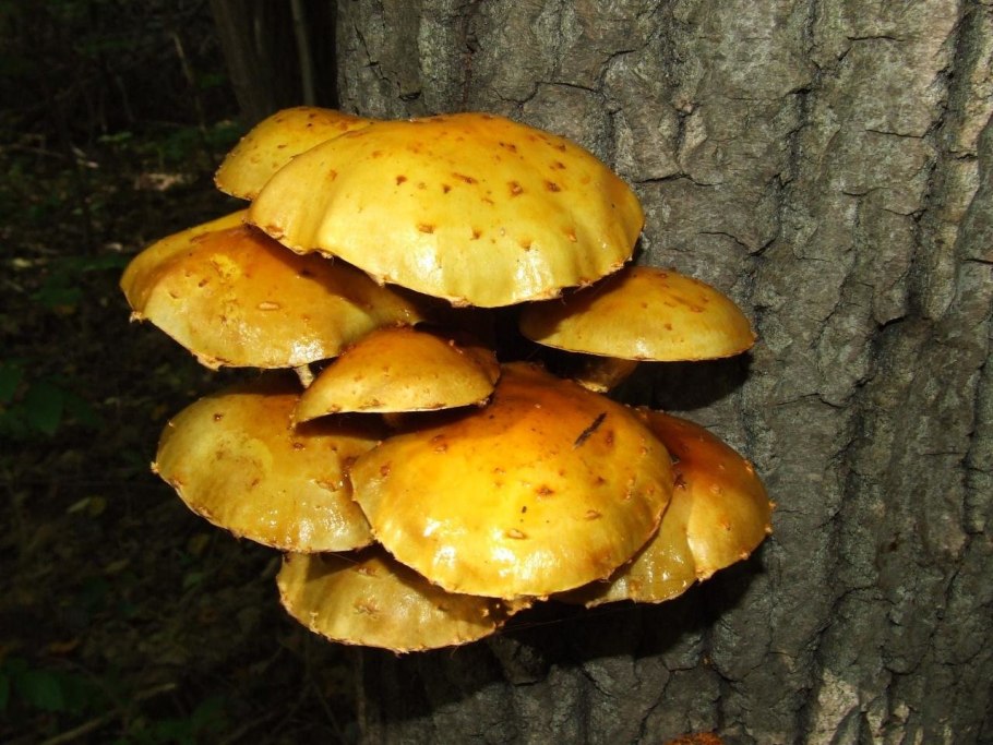 Чешуйчатка золотистая pholiota aurivella