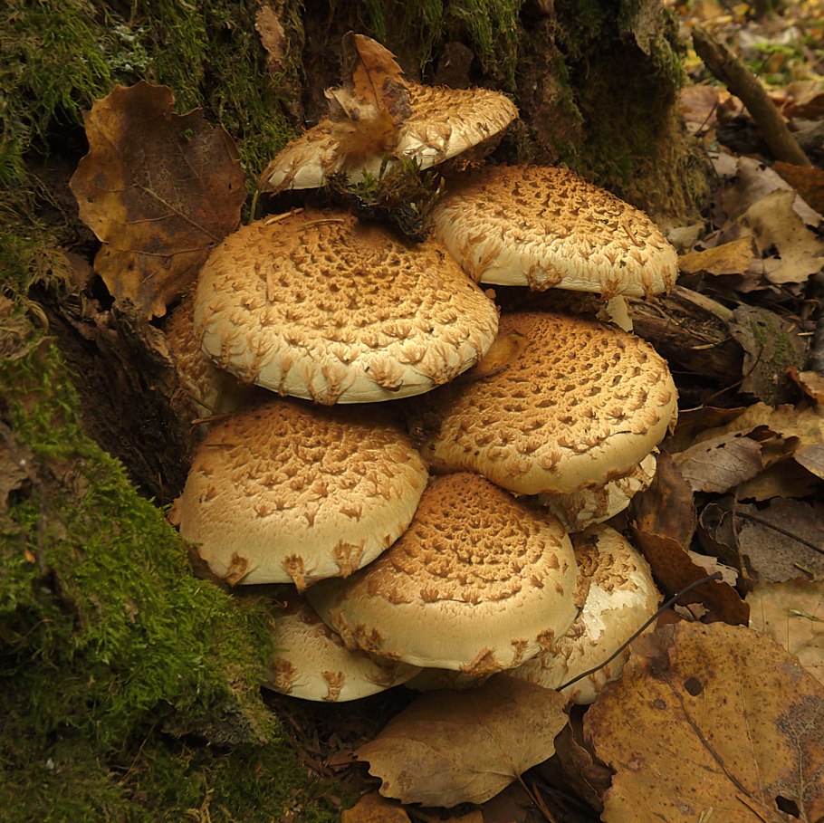 Чешуйчатка обыкновенная Pholiota squarrosa