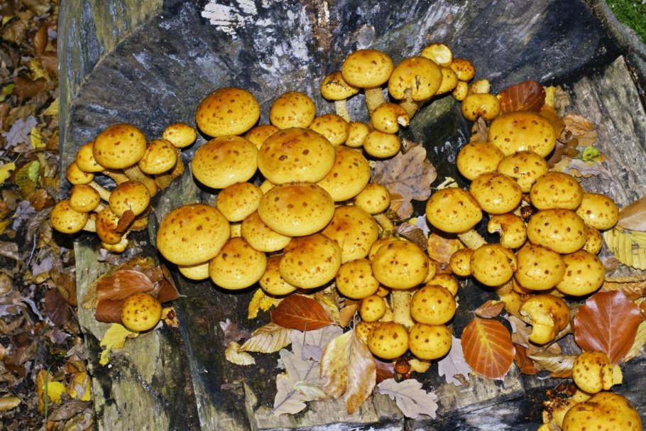 Гриб чешуйчатка золотистая