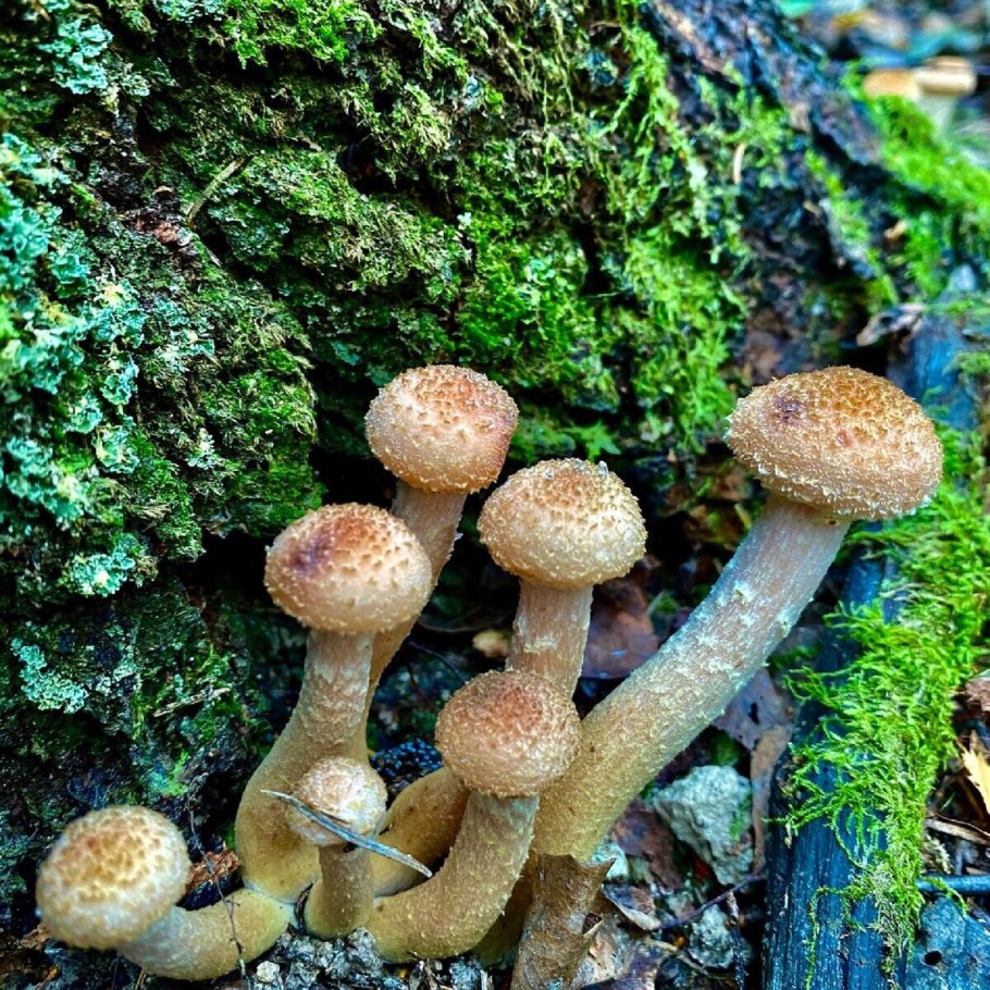 Опята рябыши