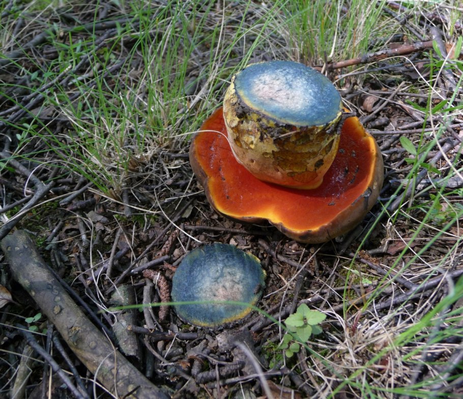 Дубовик крапчатый Boletus erythropus
