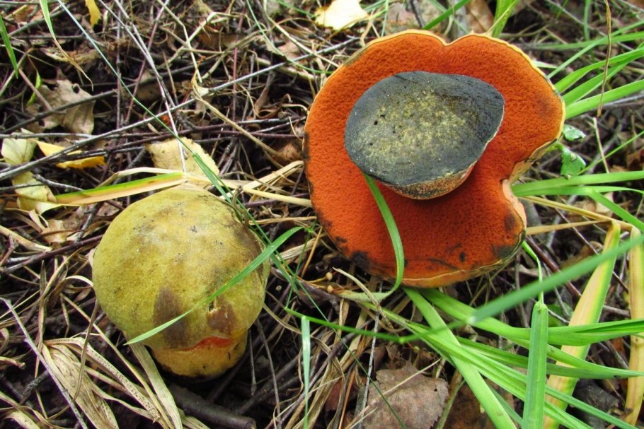Boletus luridus Дубовик обыкновенный