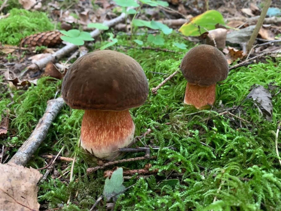 Дубовик крапчатый Boletus erythropus