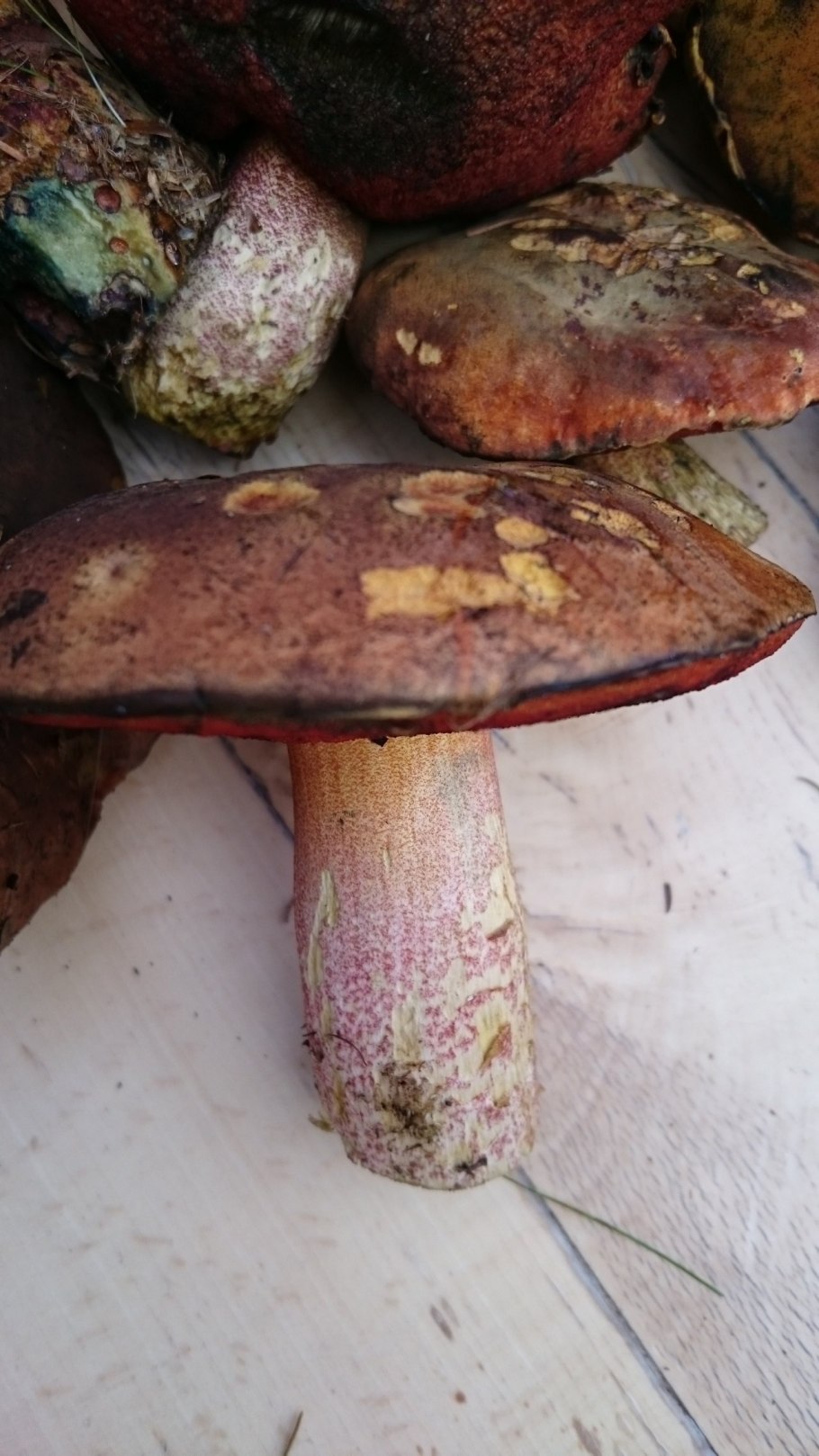 Boletus luridus Дубовик обыкновенный