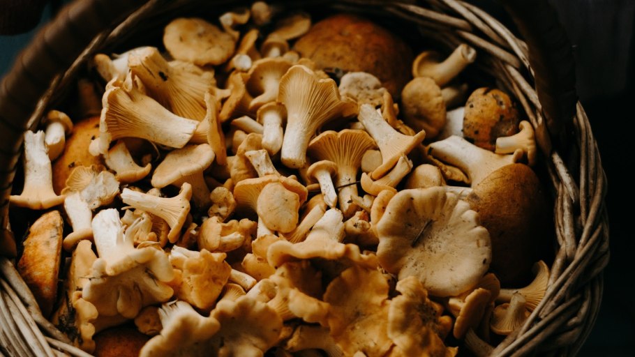 Лисичка трубковидная, Cantharellus tubaeformis