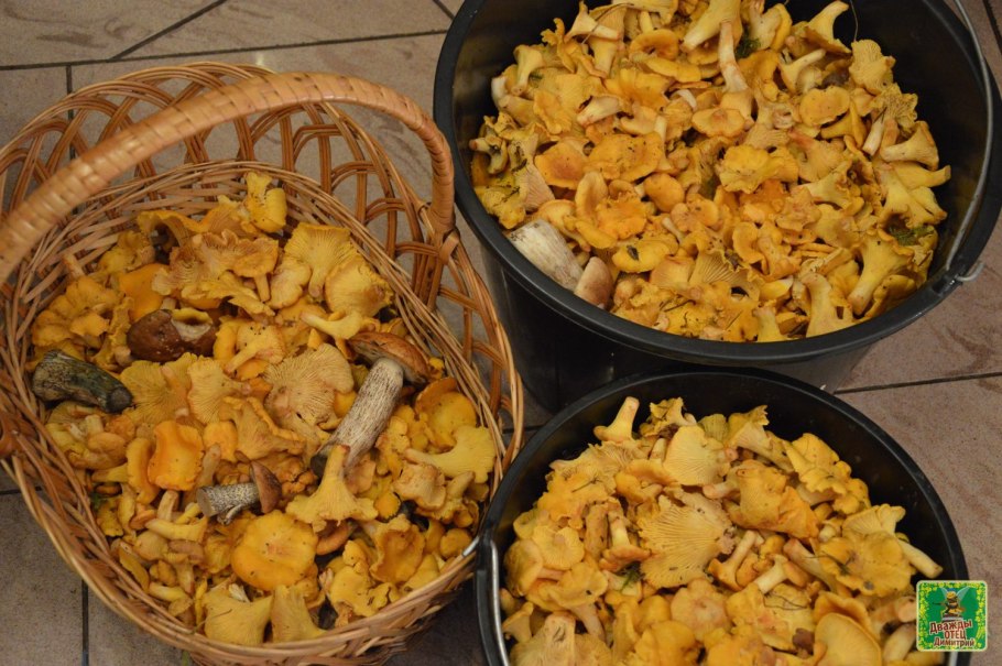 Лисичка обыкновенная гриб