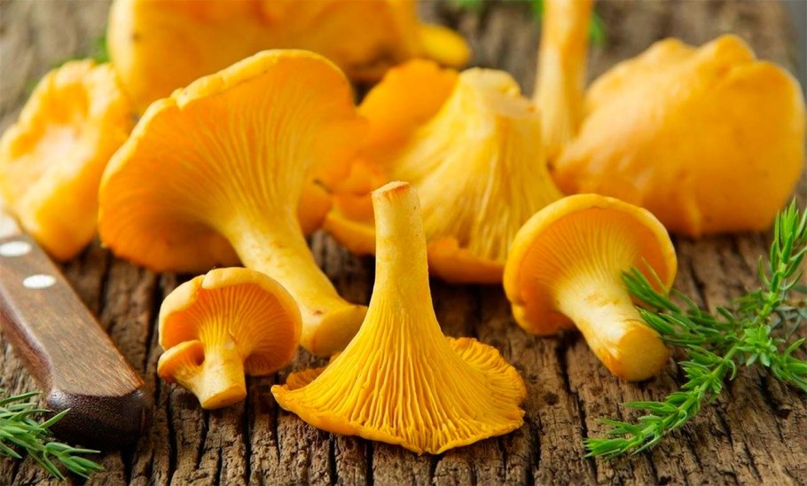 Шампиньоны и лисички