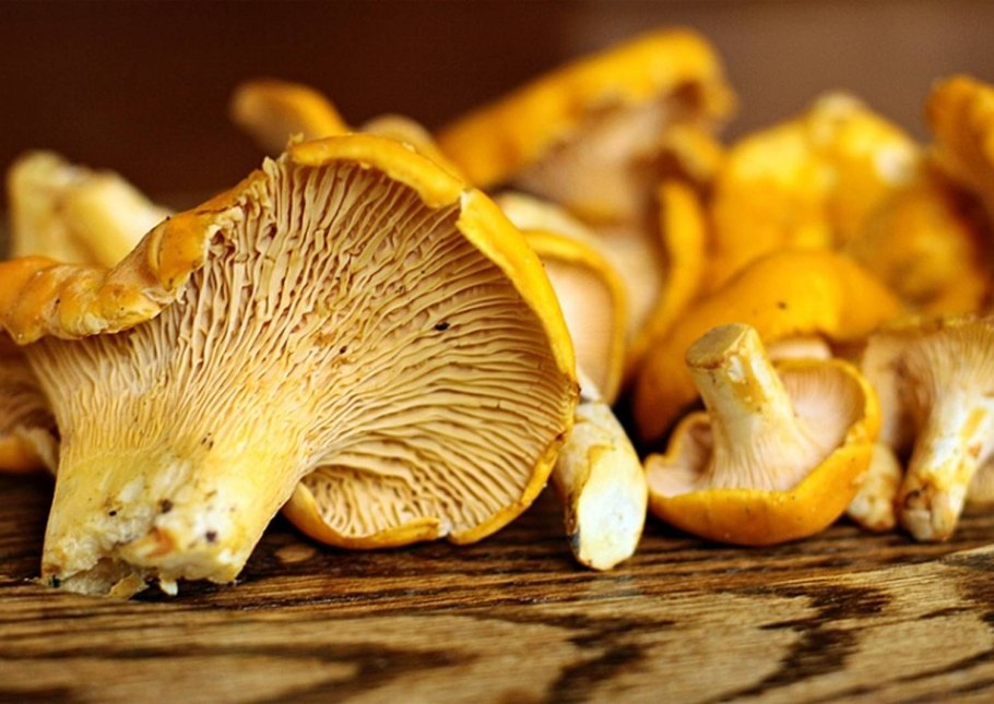 Грибы лисички