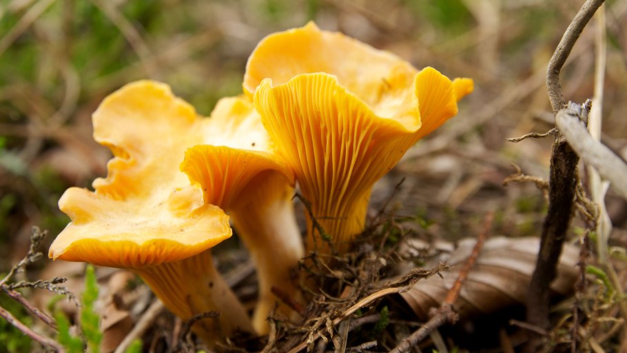 Лисичка трубчатая ворончатая