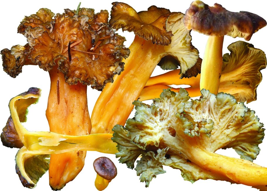 Cantharellus cinereus