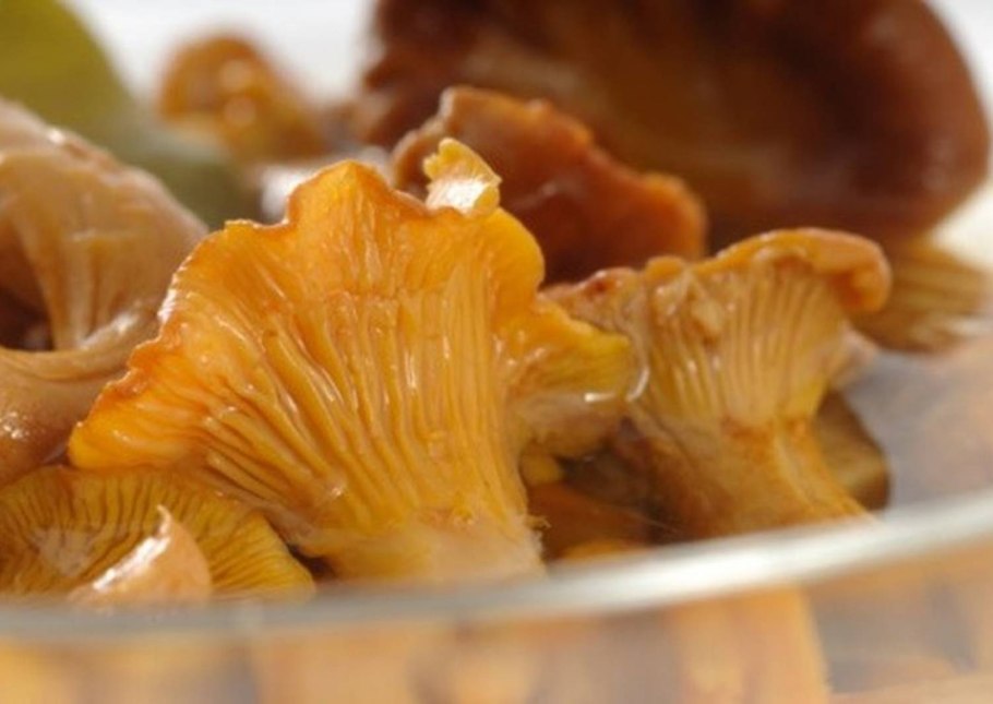 Лисичка сапротроф