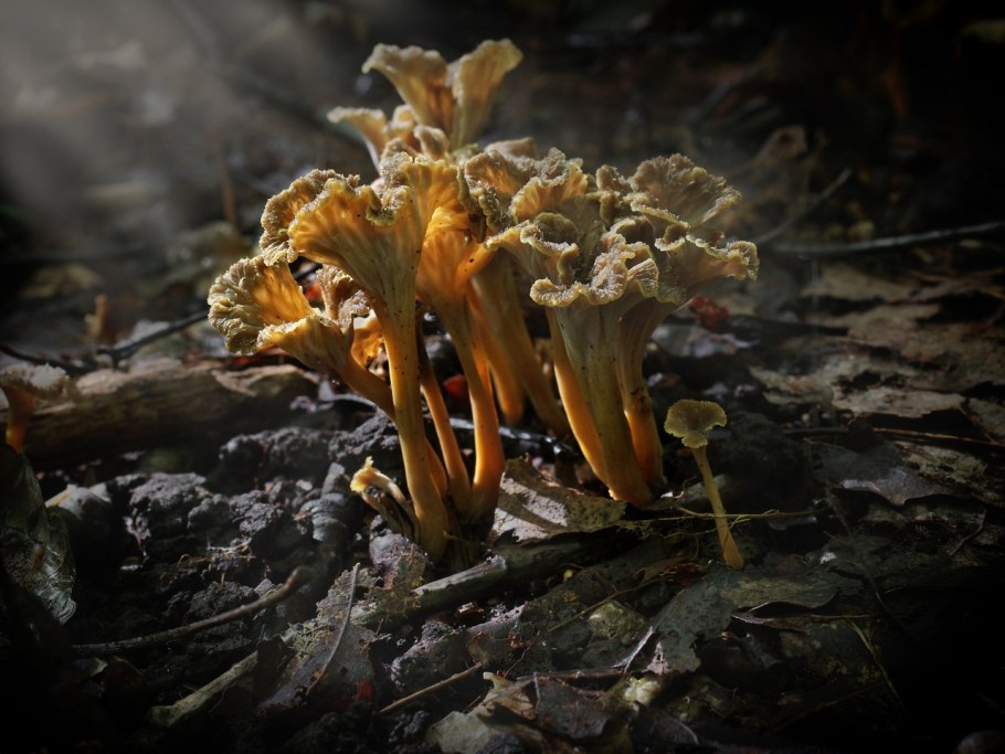 Craterellus tubaeformis