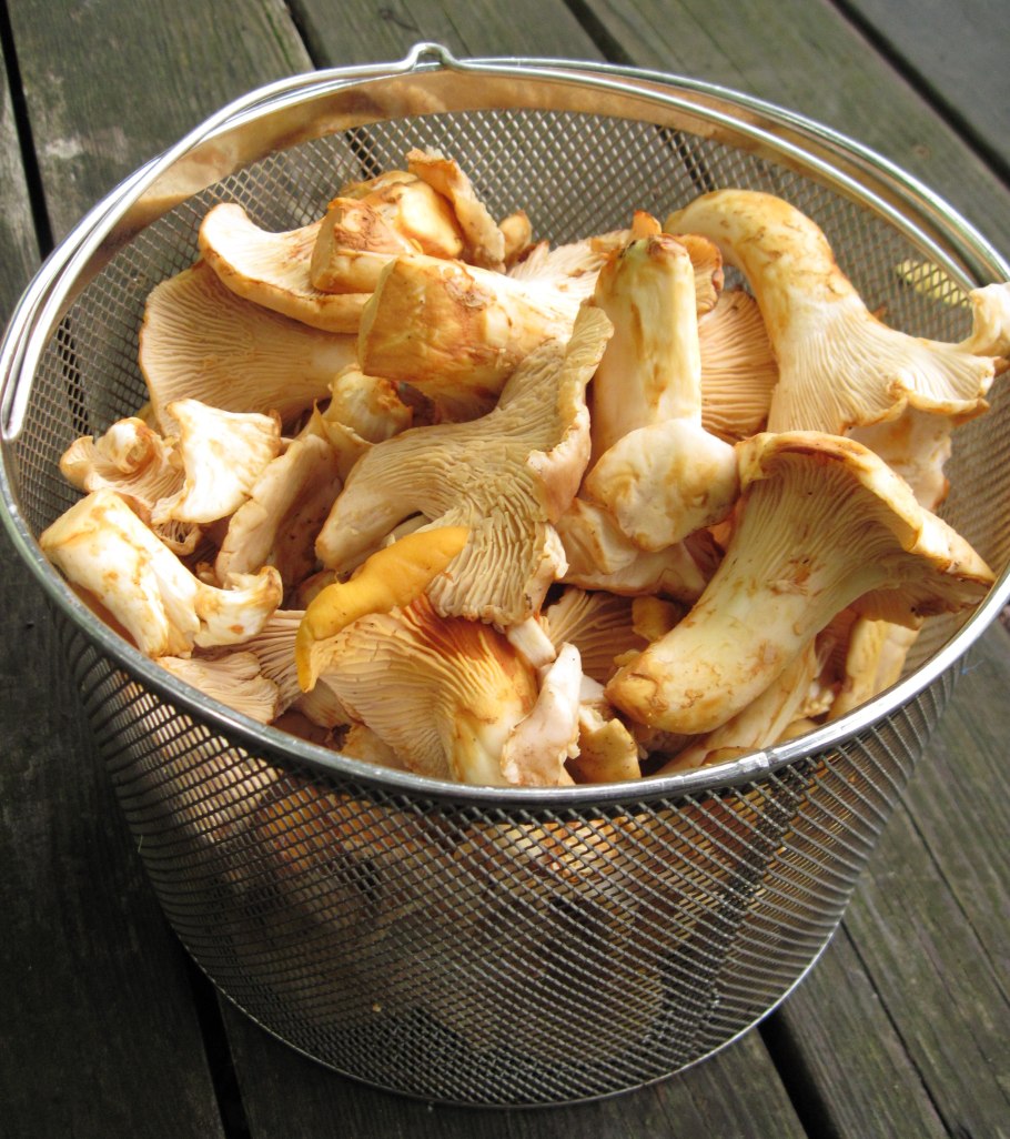 Лисичка желтоногая