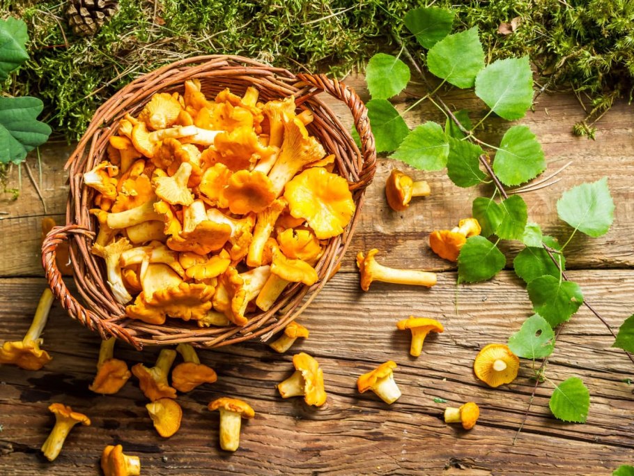 Лисички грибы фото как приготовить