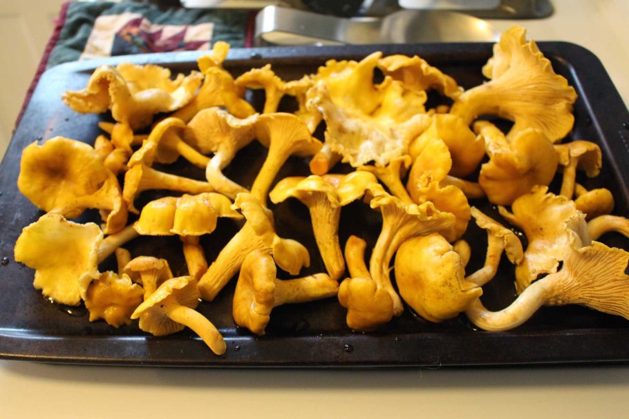 Сергей Козлов — Лисичка гриб