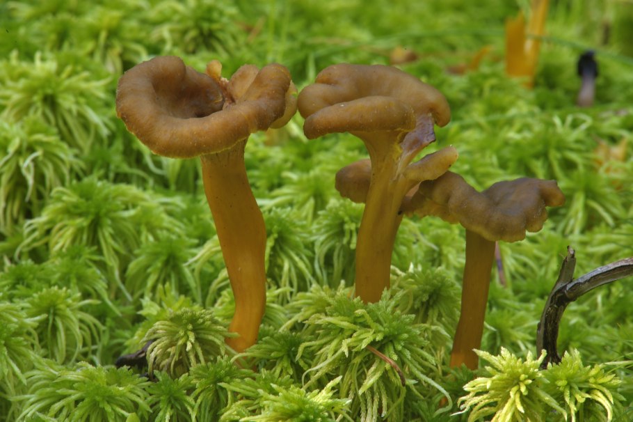 Боровые лисички