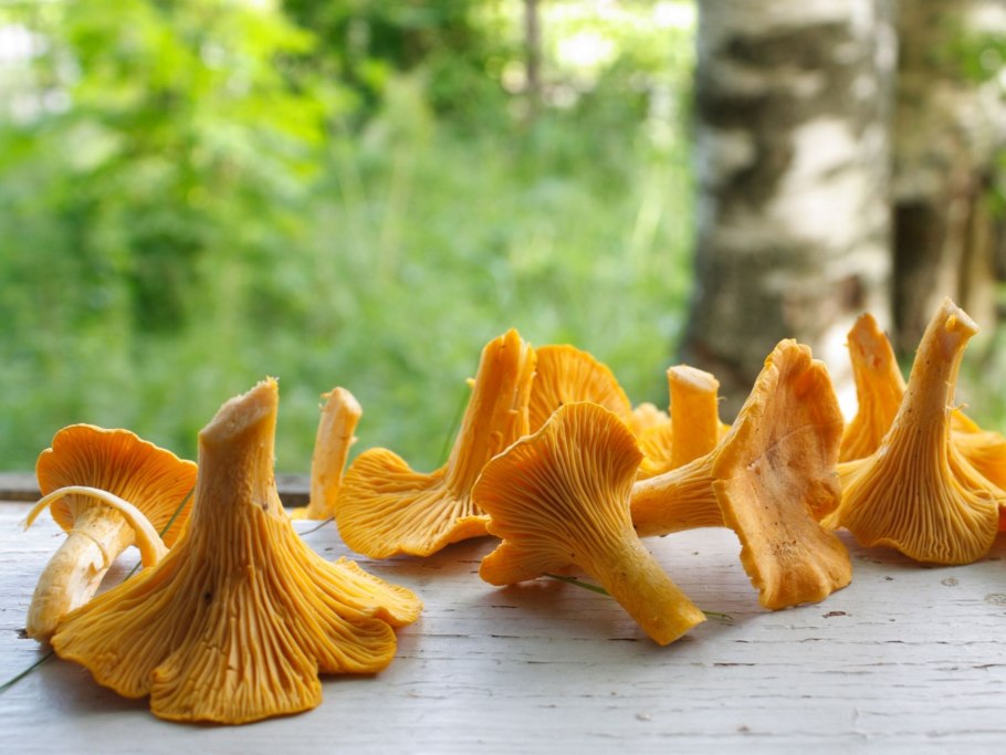 Лисичка гриб на белом фоне