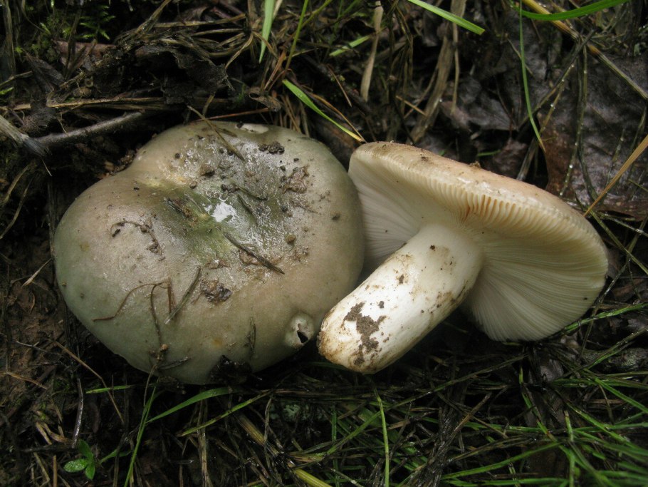 Сыроежка разнопластинчатая