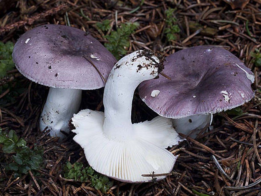 Russula azurea