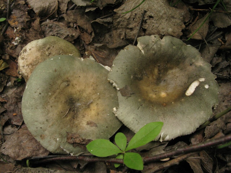 Сыроежка остропластинчатая