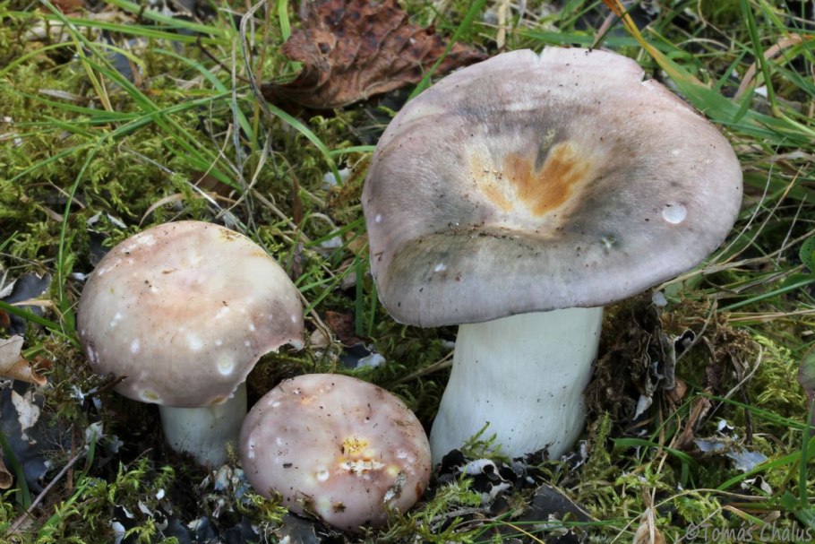Russula cyanoxantha
