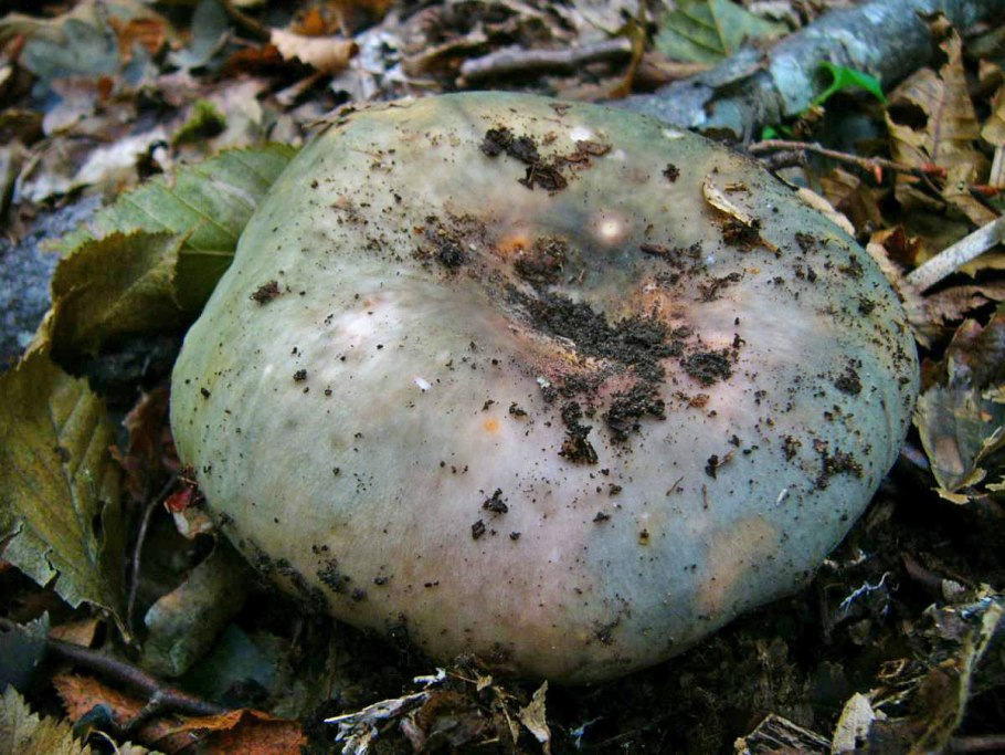 Гриб Russula cyanoxantha