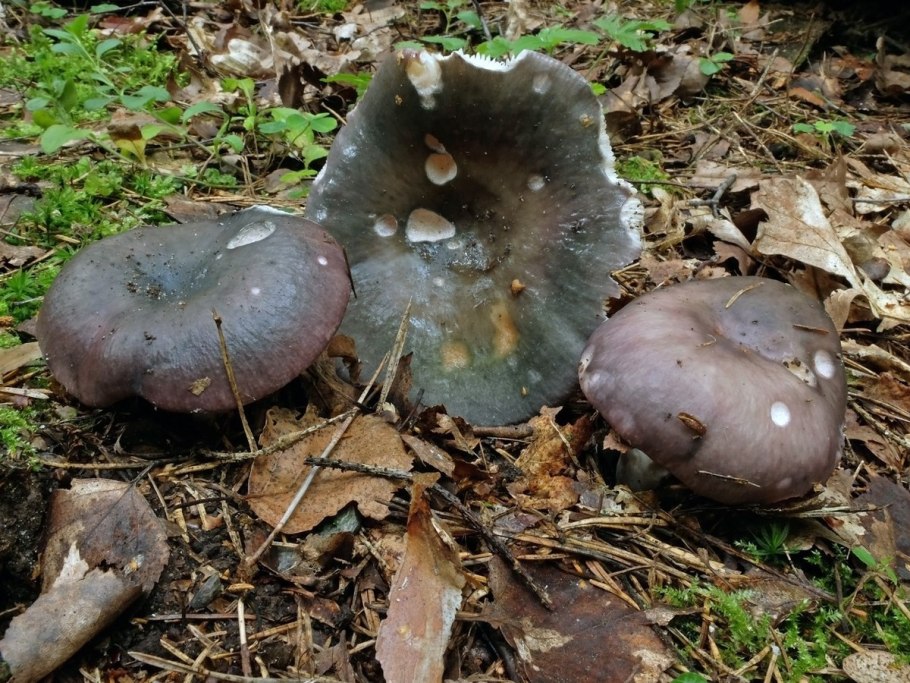 Гриб с дыркой в ножке и пластинчатый